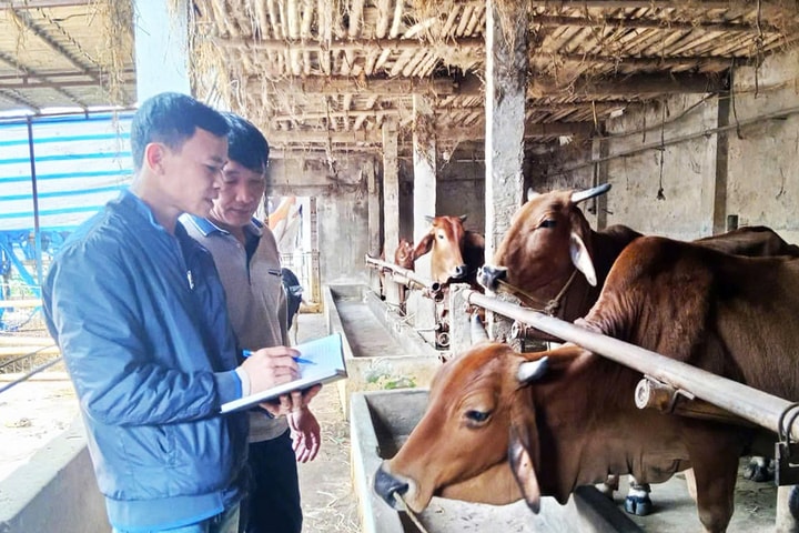 Minh Châu phát triển chăn nuôi bò bền vững