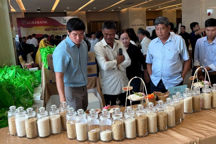 Liên kết chuỗi để phát triển bền vững hạt gạo Việt Nam