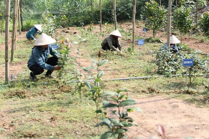 Sản xuất, chế biến, tiêu thụ cây dược liệu: Cần giải pháp khai thác hiệu quả