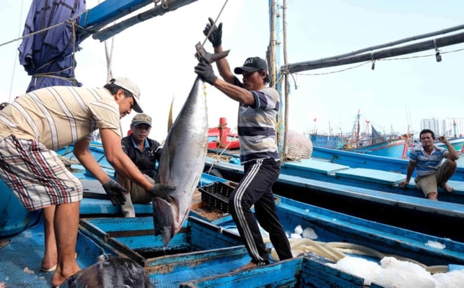 Đặt mục tiêu gỡ “thẻ vàng” IUU trong quý IV năm 2025