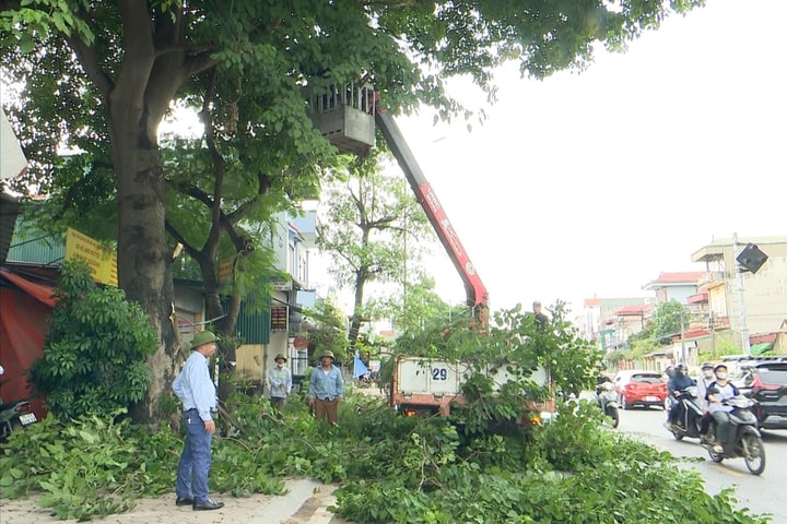 Hà Nội: Di chuyển 74 cây xanh, chặt hạ 24 cây phục vụ dự án đường Vành đai 1