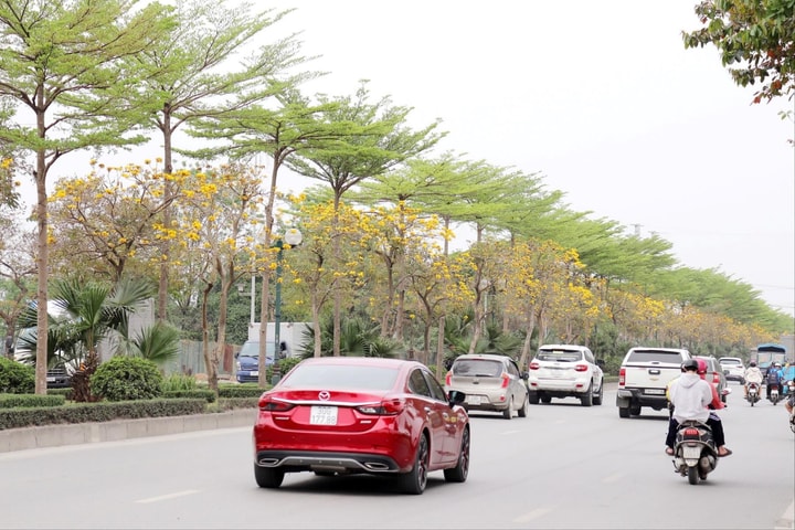 Không cần đi xa, Hà Nội cũng có mùa hoa vàng như mơ