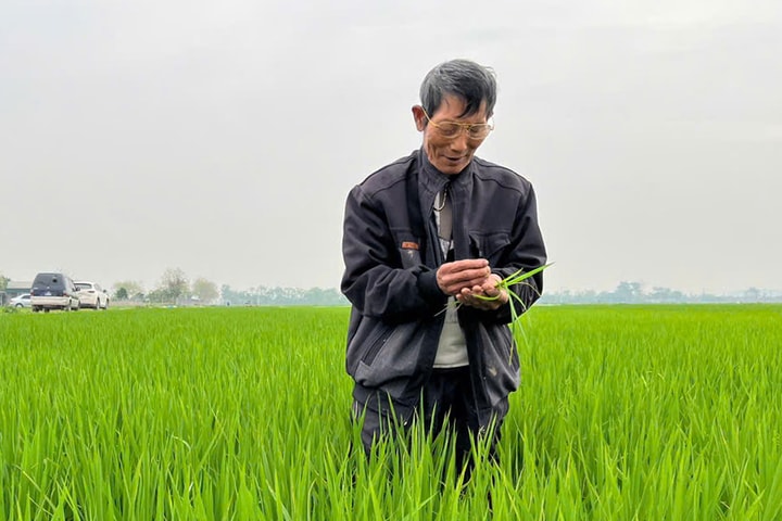 Tăng hiệu quả, giảm phát thải từ mô hình sản xuất lúa SRI