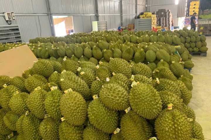 Xuất khẩu sầu riêng giảm, đâu là nguyên nhân?