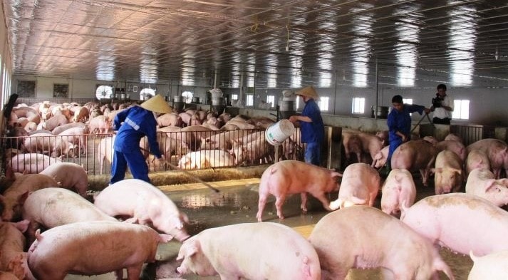 Giá lợn hơi có xu hướng giảm nhẹ khi nguồn cung tăng