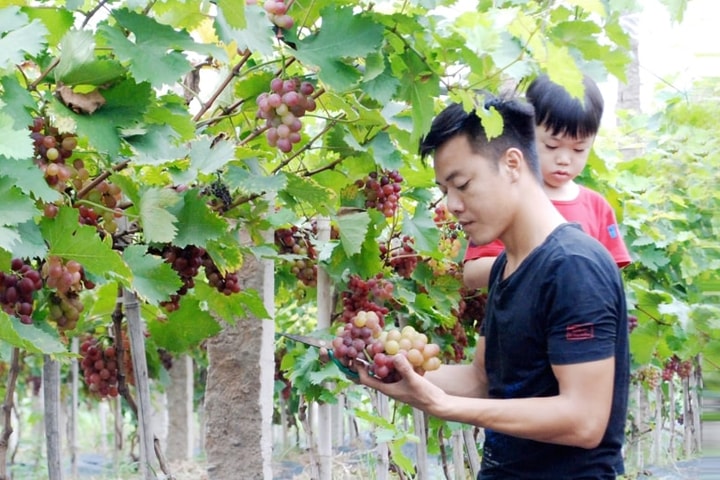 Đông Anh có hơn 40 mô hình sản xuất nông nghiệp theo chuỗi