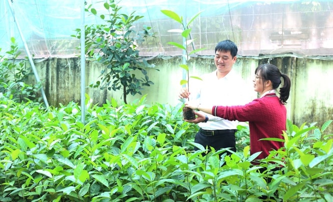 Hà Nội: Cho phép sử dụng địa danh "Cổ Loa" để đăng ký nhãn hiệu tập thể