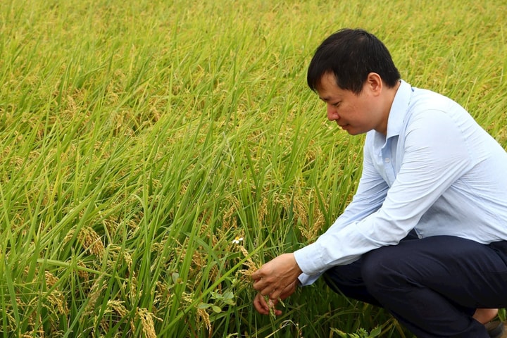 Toàn thành phố thu hoạch được 921,6ha lúa xuân