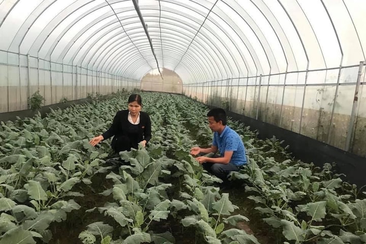 Cho phép sử dụng địa danh “Đông Anh” để đăng ký nhãn hiệu chứng nhận “Rau an toàn Đông Anh”