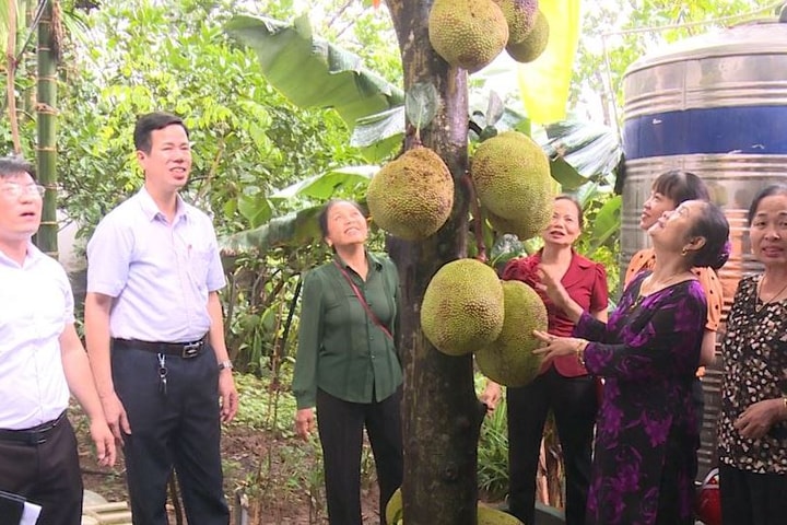 Mít ngọt đầu mùa - nông dân Phúc Thọ làm kinh tế từ vườn nhà