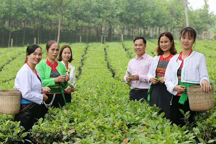 Ba Vì phát triển nông sản chủ lực gắn với du lịch, dịch vụ