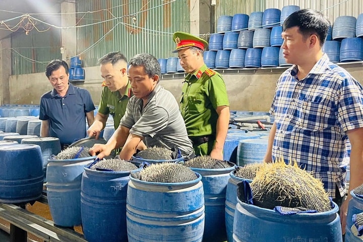 Nguy hại từ giá đỗ ngâm ủ chất cấm
