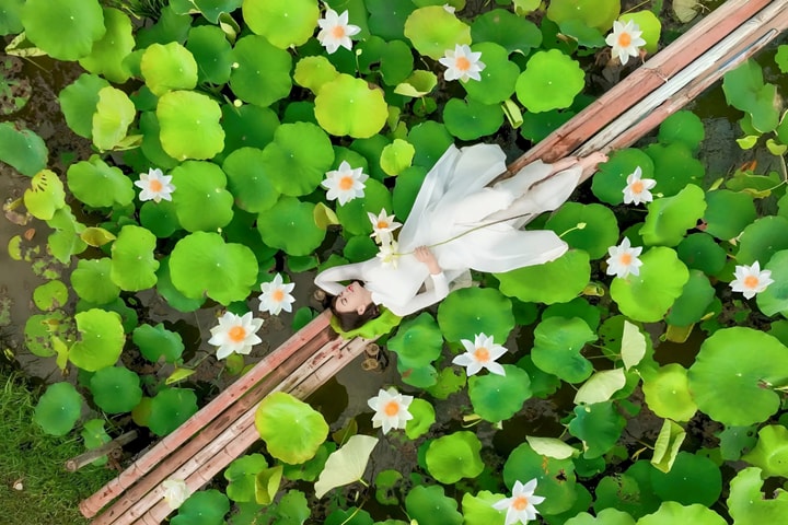 Thanh khiết mùa sen trắng nơi ngoại thành Hà Nội