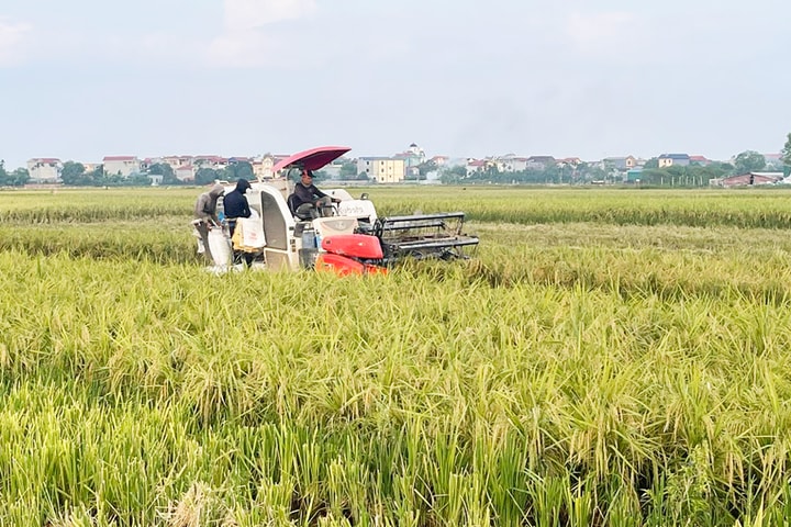 Hà Nội: Gặt đến đâu, làm đất đến đó