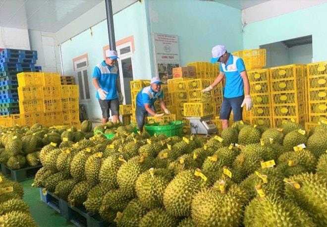 Giám sát chất lượng từ gốc, kiểm nghiệm tại cơ sở sản xuất sầu riêng