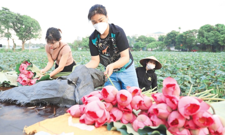 Hà Nội: Xây dựng mô hình trồng trọt phù hợp với thị trường