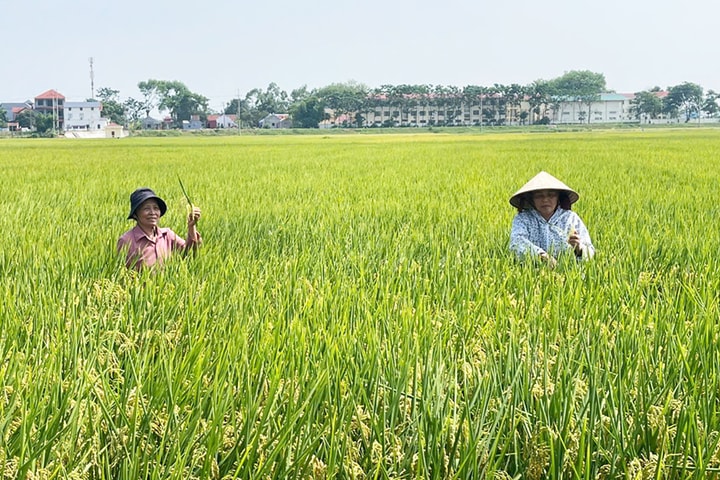Xây dựng vùng nguyên liệu lúa gạo tại Hà Nội: Tăng giá trị, mở rộng thị trường xuất khẩu