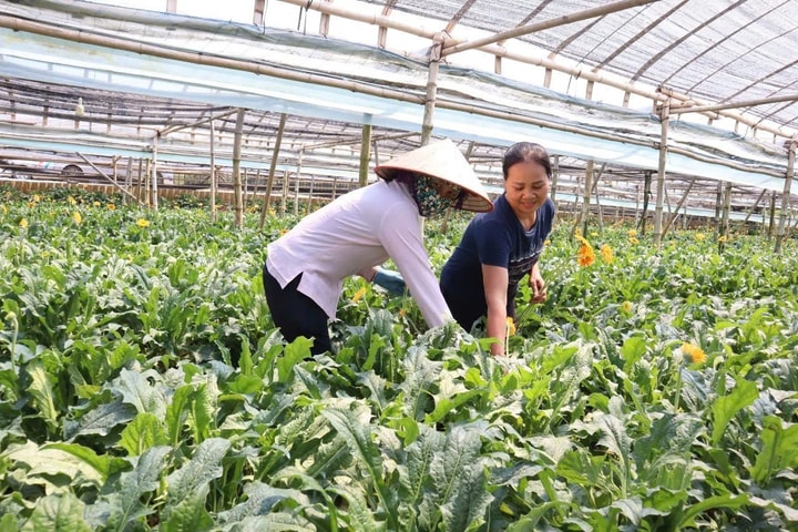 Tổng điều tra nông thôn, nông nghiệp năm 2025 trên địa bàn Hà Nội từ ngày 1-7