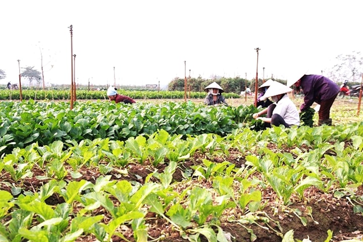 Giải bài toán tiêu thụ nông sản vào vụ thu hoạch