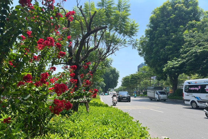 Hệ thống cây xanh ven sông Tô Lịch: Nhiều đoạn hư hỏng, làm mất cảnh quan đô thị