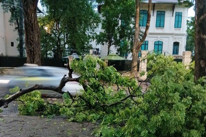 Hà Nội: Nước rút nhanh sau mưa giông, hơn 270 cây xanh gãy, đổ do gió giật mạnh