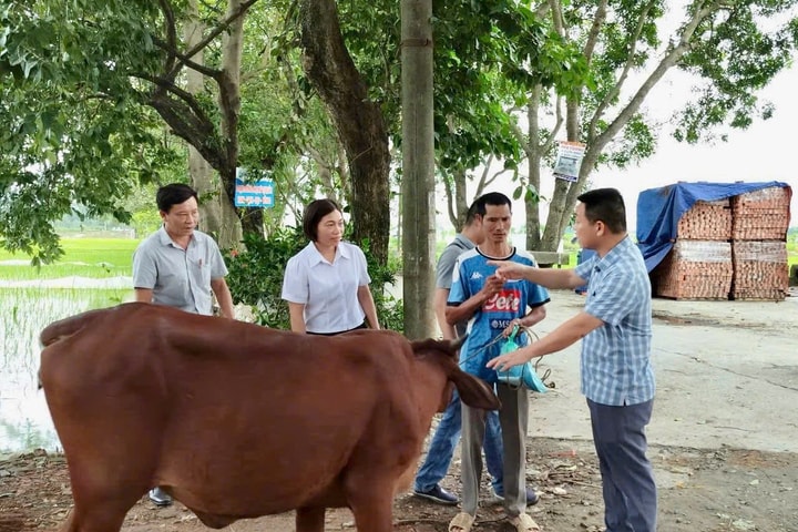 Nông dân xã Tây Phương được hỗ trợ bò sinh sản