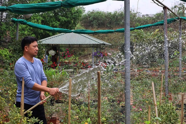 Yên Bài phát triển cây xanh, cây công trình
