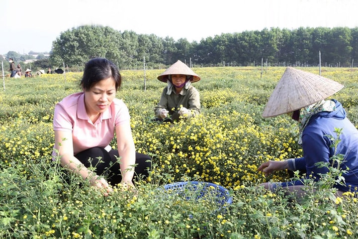 Xây dựng các mô hình nông nghiệp: Cần gắn sản xuất với tiêu thụ