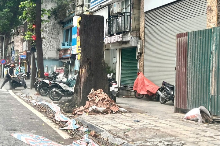 Nhiều cây xanh bị xâm hại, chết nhiều năm chưa được thay thế