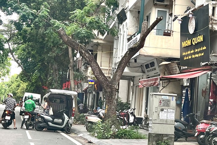 Nâng cao ý thức chăm sóc, bảo vệ cây xanh