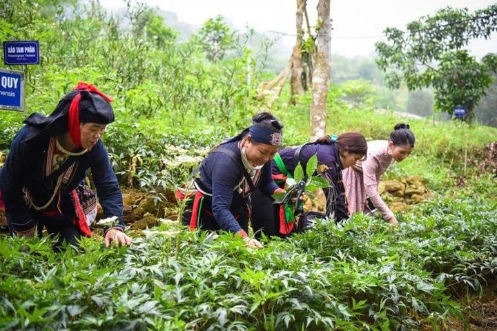 Khai thác hiệu quả cây dược liệu dưới tán rừng