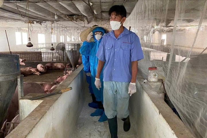 Xã Hòa Lạc xuất hiện ổ bệnh dịch tả lợn châu Phi