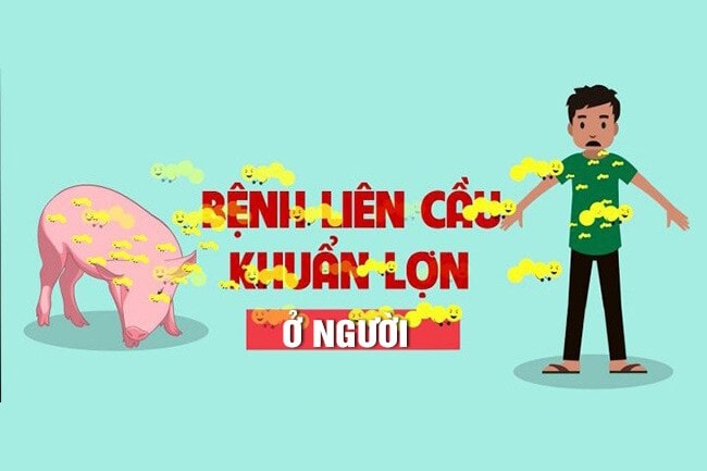 Nhận biết và đề phòng bệnh liên cầu lợn ở người