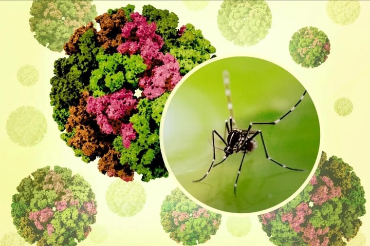 [Podcast] Chủ động ngăn chặn dịch Chikungunya xâm nhập Việt Nam