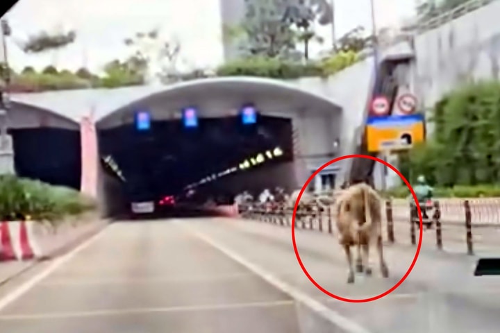 TP Hồ Chí Minh: Xử phạt chủ nuôi để bò đi vào hầm sông Sài Gòn