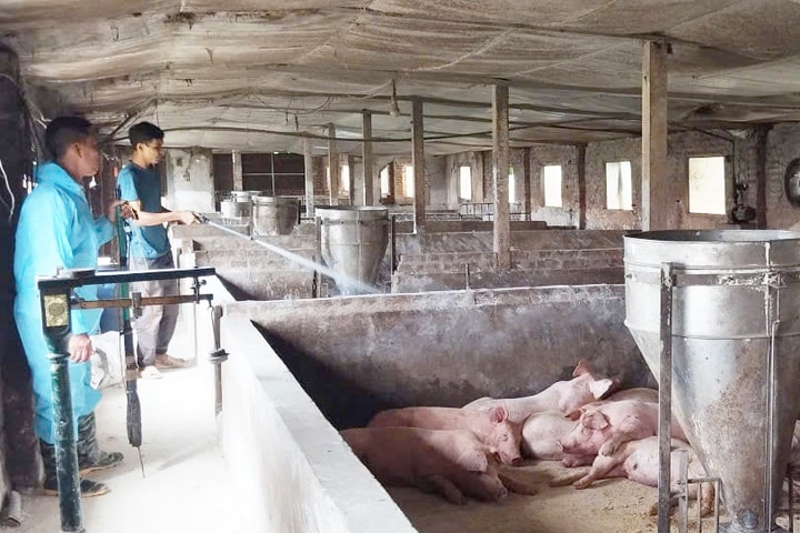 Kiểm soát, ngăn chặn Dịch tả lợn châu Phi, bảo đảm an toàn chăn nuôi