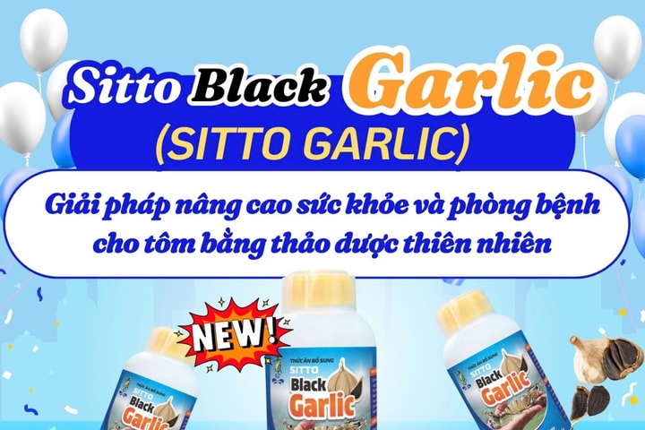 Sitto Black Garlic – Giải pháp nâng cao sức khỏe và phòng bệnh cho tôm bằng thảo dược thiên nhiên