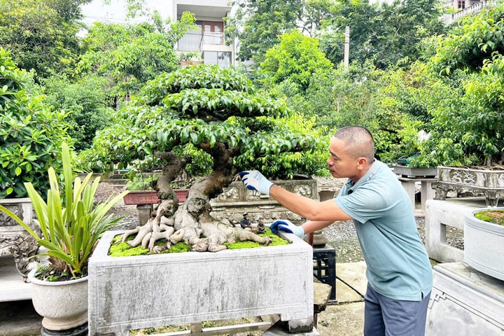Giữ hồn quê trong dáng cây, thế cành