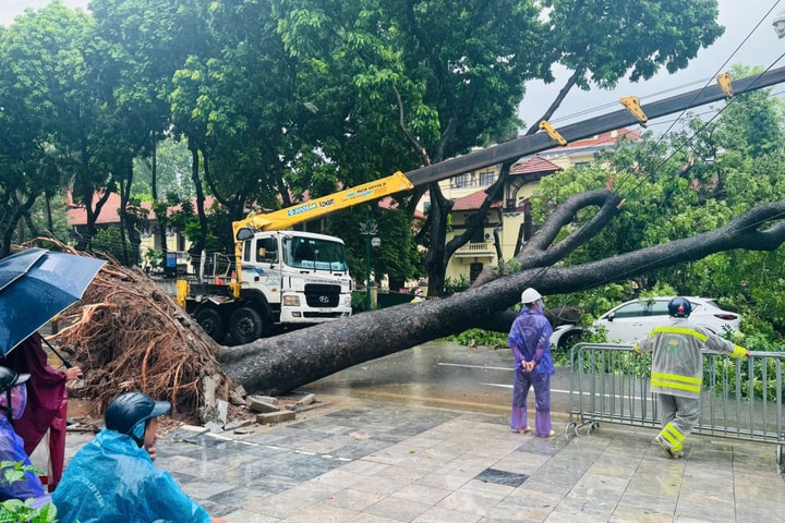 Cây cổ thụ bật gốc, đè trúng hai ô tô tại ngã tư Trần Phú - Chu Văn An