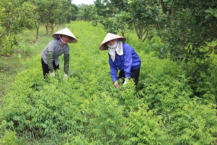 Nâng giá trị sản xuất nông nghiệp từ quy hoạch và liên kết