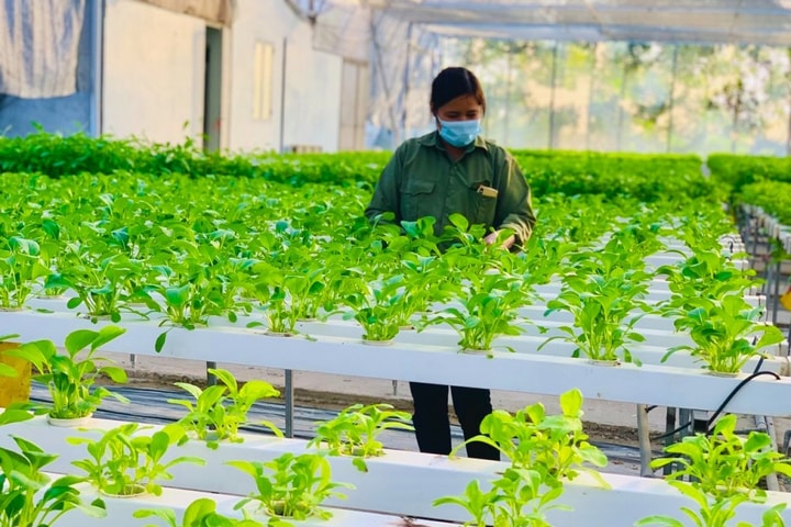 Kiểm soát chất lượng nông sản từ vùng sản xuất an toàn