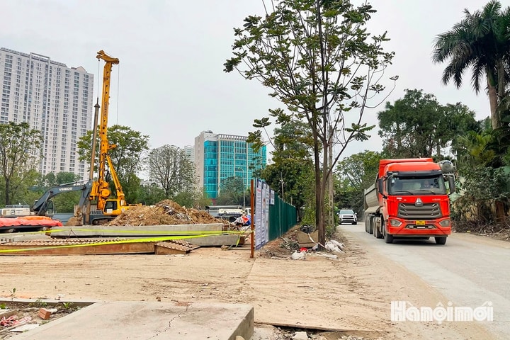 Chặt hạ, dịch chuyển cây xanh phục vụ dự án giao thông