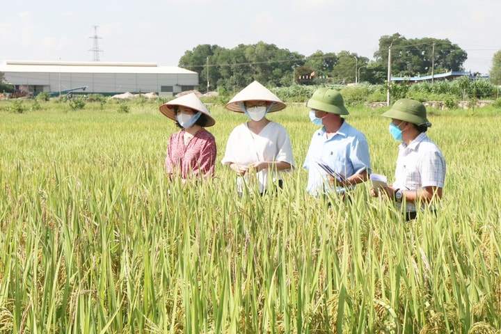 Xây dựng mã số vùng trồng - nền tảng xuất khẩu nông sản bền vững