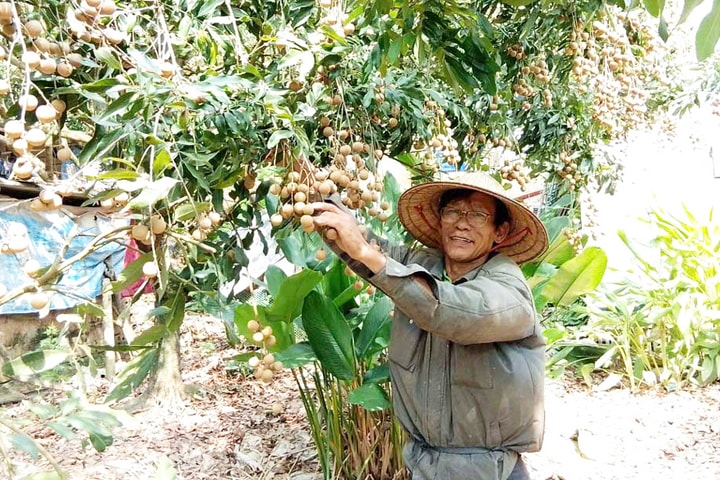 Hiệu quả kinh tế từ mô hình hợp tác xã cây ăn quả ở Dư Xá Thượng