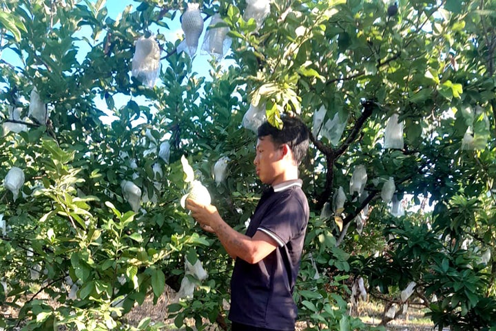 Hoài Đức tập trung sản xuất nông nghiệp sạch, hữu cơ