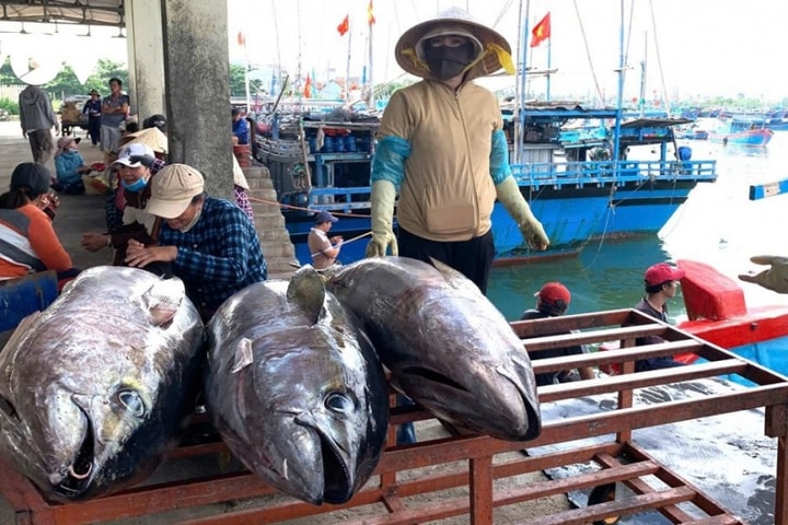 Xử lý thông tin phản ánh liên quan đến xuất khẩu cá ngừ