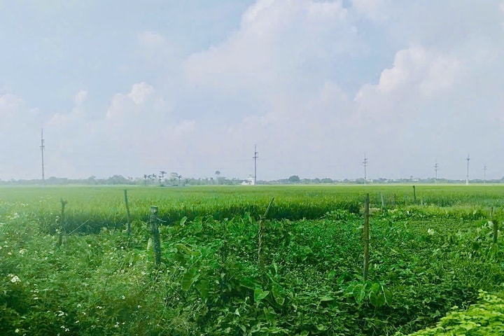 Hạ Bằng gỡ vướng trong cấp đổi “sổ đỏ” đất nông nghiệp