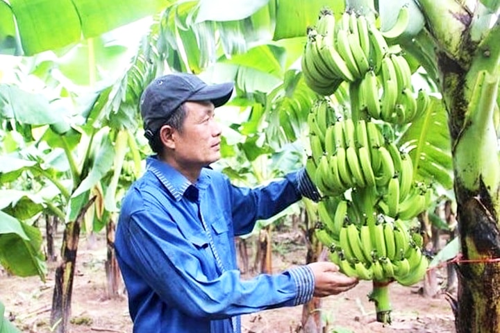 Chuyển đổi cơ cấu cây trồng, vật nuôi: Chìa khóa hình thành nền nông nghiệp hiện đại