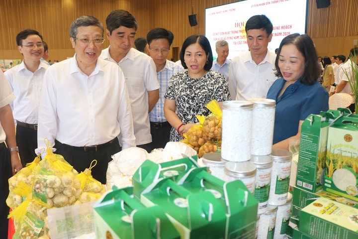 Cả nước phấn đấu gieo trồng khoảng 400 nghìn héc-ta cây vụ đông