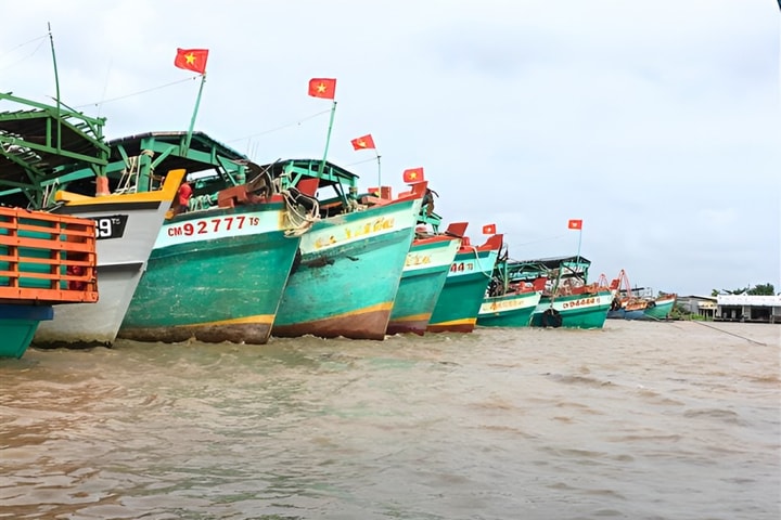 Cà Mau quyết liệt chống khai thác thủy sản bất hợp pháp